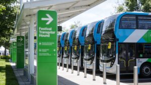 A detailed row of high-capacity electric transit buses waiting at an organized festival mass shuttle station.